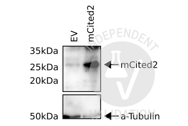 CITED2 Antikörper
