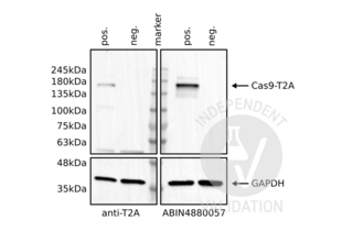 Western Blotting validation image for anti-CRISPR-Cas9 (N-Term) antibody (ABIN4880057)