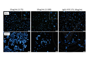 Immunofluorescence validation image for anti-Nestin (NES) antibody (FITC) (ABIN1774766) (Nestin 抗体  (FITC))