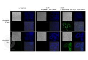 Immunofluorescence validation image for Goat anti-Rabbit IgG (Heavy & Light Chain) antibody (FITC) (ABIN101988) (山羊 anti-兔 IgG (Heavy & Light Chain) Antibody (FITC))