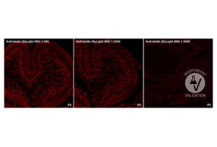 Immunohistochemistry validation image for anti-Biotin antibody (DyLight 800) (ABIN6720668) (Biotin 抗体  (DyLight 800))