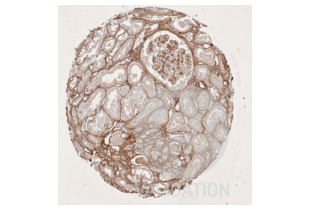IHC staining of kidney with collagen type I antibody ABIN5596819 diluted 1:15 shows intense staining of fibres surrounding tubuli and around blood vessels.