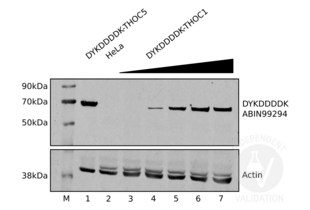 Increasing amounts of lysates from HeLa cells transiently expressing DYKDDDDK-tagged THOC1 were separated on an SDS-PAGE and revealed using ABIN99294 as decribed in the protocol section (lanes 3 to 7). Transiently expressed DYKDDDDK-tagged THOC5 can is also be detected using ABIN99294 (lane 1). Untransfected HeLa cell extracts were used as negative controls (lane 2). 