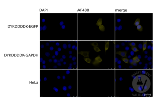 HeLa cells transiently expressing DYKDDDDK-tagged EGFP (top row) or GAPDH (middle row) and mock-transfected HeLa cells (bottom row) were stained using DAPI (left column) or DYKDDDDK Tag antibody ABIN99294 in combination with an AF488 conjugated secondary antibody (middle column). The right column shows merged DAPI and ABIN99294 staining. 