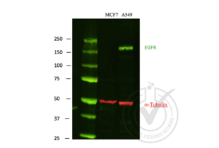 Figure 1: Scanned image of EGFR (Green) and loading control alpha-tubulin (Red) Western blot using LI-COR Odyssey Infrared Technology. First lane, protein molecular weight markers. Second lane, MCF-7 negative control lysate. Third lane, A549 positive control lysate.