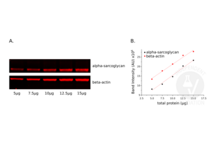 Fluorescent dye Western blotting using product ABIN2169660