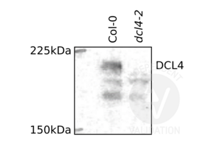 Western Blotting validation image for anti-Dicer-Like Protein 4 (DCL4) (N-Term) antibody (ABIN2441994)
