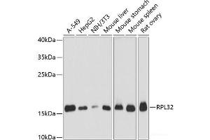 Western blot analysis of extracts of various cell lines using RPL32 Polyclonal Antibody at dilution of 1:3000. (RPL32 抗体)