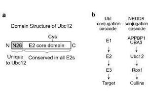 Figure shows the structural domain features of UBC12. (UBE2M 抗体  (AA 169-180))