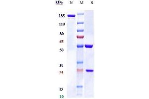 Anti-STAB1 Reference Antibody (bexmarilimab) on SDS-PAGE under reducing (R) condition. (Recombinant STAB1 (Bexmarilimab Biosimilar) 抗体)