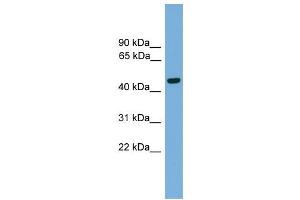 WB Suggested Anti-Foxa2 Antibody Titration:  0. (FOXA2 抗体  (Middle Region))