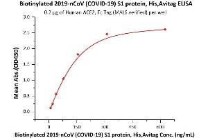 Immobilized Human ACE2, Fc Tag (MALS verified) ( ABIN6952459) at 2 μg/mL (100 μL/well) can bind Biotinylated 2019-nCoV (COVID-19) S1 protein, His,Avitag (MALS verified) ( ABIN6952457) with a linear range of 10-156 ng/mL (QC tested).