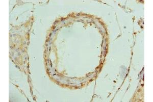 Immunohistochemistry of paraffin-embedded human testis tissue using ABIN7142821 at dilution of 1:100 (RPL39L 抗体  (AA 1-51))