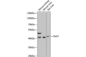 Western blot analysis of extracts of various cell lines, using SNX7 Antibody (ABIN6128732, ABIN6148257, ABIN6148258 and ABIN6223768) at 1:1000 dilution. (Sorting Nexin 7 抗体  (AA 85-330))