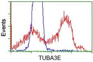 HEK293T cells transfected with either RC209279 overexpress plasmid (Red) or empty vector control plasmid (Blue) were immunostained by anti-TUBA3E antibody (ABIN2453754), and then analyzed by flow cytometry. (TUBA3E 抗体)