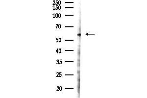 Western blot analysis of lysates from 293 cells(LPS 4h treatment), using Phospho-Tip60 (Ser90) Antibody at 1/1000 dilution.