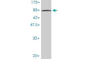 Western Blot detection against Immunogen (92. (XRCC6 抗体  (AA 1-609))