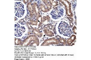 Human kidney (FABP3 抗体  (N-Term))