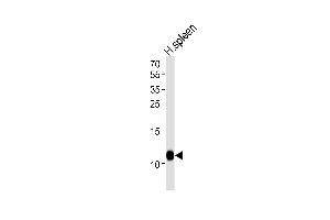 Western blot analysis of lysate from human spleen tissue lysate, using FCER1G Antibody (C-term) (ABIN1881342 and ABIN2838859).