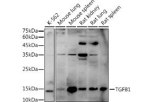 Western blot analysis of extracts of various cell lines, using TGF beta 1 antibody (ABIN6128821, ABIN6149071, ABIN6149073 and ABIN6219327) at 1:1000 dilution. (TGFB1 抗体  (AA 30-280))