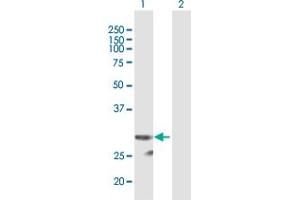 Western Blot analysis of PI15 expression in transfected 293T cell line by PI15 MaxPab polyclonal antibody. (PI15 抗体  (AA 1-258))