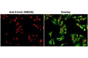 ICC/IF staining of HeLa cells using 0. (Recombinant 5-Hydroxymethylcytosine 抗体)