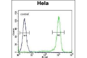 KLF17 Antibody (C-term) (ABIN651698 and ABIN2840365) flow cytometric analysis of Hela cells (right histogram) compared to a negative control cell (left histogram). (KLF17 抗体  (AA 243-271))