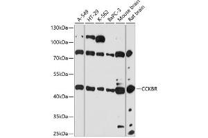 Western blot analysis of extracts of various cell lines, using CCKBR antibody (ABIN7266340) at 1:3000 dilution. (CCKBR 抗体  (AA 240-335))
