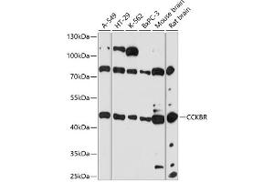 Western blot analysis of extracts of various cell lines, using CCKBR antibody (ABIN7266340) at 1:3000 dilution. (CCKBR 抗体  (AA 240-335))