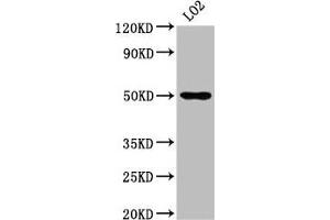 Western Blot Positive WB detected in: LO2 whole cell lysate All lanes: AGXT2 antibody at 4. (AGXT2 抗体  (AA 196-328))