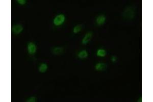Anti-BFGF mouse monoclonal antibody (ABIN2452348) immunofluorescent staining of HeLa cells transiently transfected by pCMV6-ENTRY BFGF (RC217426) (FGF2 抗体  (AA 10-155))