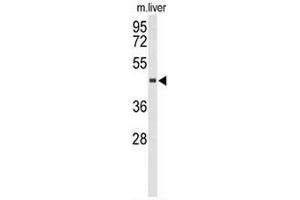 Western blot analysis of CHIA Antibody (N-term) in mouse liver tissue lysates (35µg/lane). (CHIA 抗体  (N-Term))