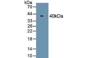 Detection of Recombinant MAPK6, Human using Polyclonal Antibody to Mitogen Activated Protein Kinase 6 (MAPK6) (MAPK6 抗体  (AA 1-316))