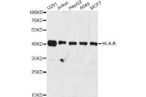 Western blot analysis of extracts of various cell lines, using HLA-B antibody (ABIN1873025) at 1:3000 dilution. (HLA-B 抗体)