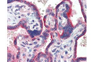 Anti-ZNF165 antibody IHC of human placenta. (ZNF165 抗体  (AA 216-265))