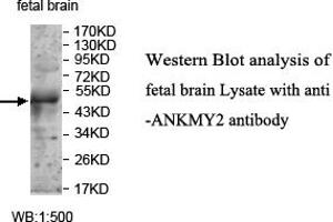 Image no. 1 for anti-Ankyrin Repeat and MYND Domain Containing 2 (ANKMY2) antibody (ABIN1574697) (ANKMY2 抗体)