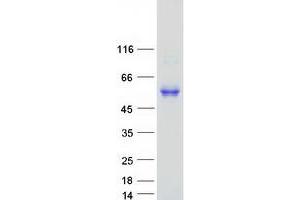 Western Blotting (WB) image for Endothelial Cell Adhesion Molecule (ESAM) protein (Myc-DYKDDDDK Tag) (ABIN2720511)