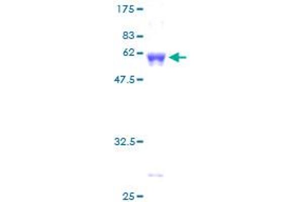 Aminomethyltransferase Protein (AMT) (AA 1-289) (GST tag)