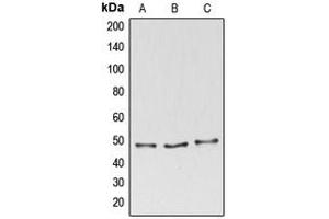 Western blot analysis of BAG4 expression in HeLa (A), MOLT4 (B), THP1 (C) whole cell lysates.