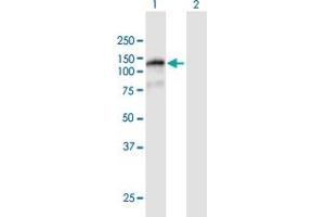 Western Blot analysis of FAM120B expression in transfected 293T cell line by FAM120B MaxPab polyclonal antibody. (FAM120B 抗体  (AA 1-910))