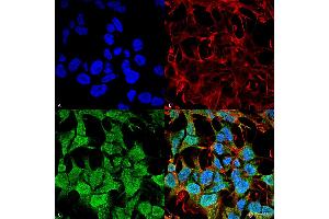 Immunocytochemistry/Immunofluorescence analysis using Mouse Anti-GABA-A Receptor Alpha5 Monoclonal Antibody, Clone S415-24 .
