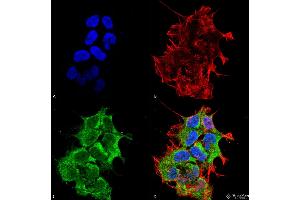 Immunocytochemistry/Immunofluorescence analysis using Mouse Anti-GRP170 Monoclonal Antibody, Clone 6E3-2C3 . (HYOU1 抗体  (APC))