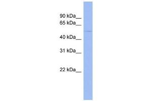 EFEMP1 antibody used at 1 ug/ml to detect target protein. (FBLN3 抗体  (Middle Region))