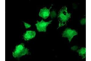 Anti-AKT1 mouse monoclonal antibody (ABIN2455513) immunofluorescent staining of COS7 cells transiently transfected by pCMV6-ENTRY AKT1 (RC220257). (AKT1 抗体)