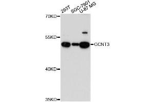 Western blot analysis of extracts of various cell lines, using GCNT3 antibody. (GCNT3 抗体)