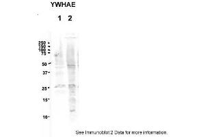 Western Blotting (WB) image for anti-14-3-3 epsilon (YWHAE) (Middle Region) antibody (ABIN504582) (YWHAE 抗体  (Middle Region))