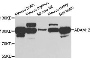 Western blot analysis of extracts of various cell lines, using ADAM12 antibody (ABIN5975230) at 1/1000 dilution.