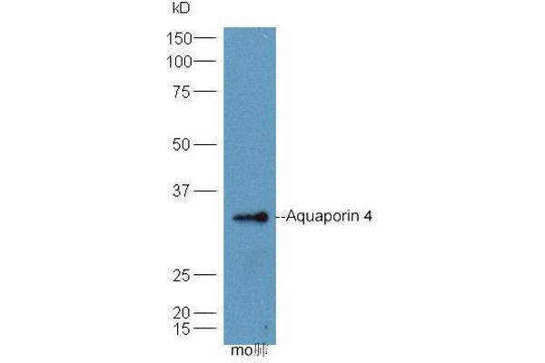 Aquaporin 4 抗体  (AA 271-323)