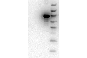Western Blot of Mouse monoclonal anti-AKT3 antibody. (AKT3 抗体  (Internal Region) (Biotin))