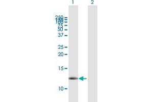 Western Blot analysis of FXYD3 expression in transfected 293T cell line by FXYD3 MaxPab polyclonal antibody. (FXYD3 抗体  (AA 21-87))